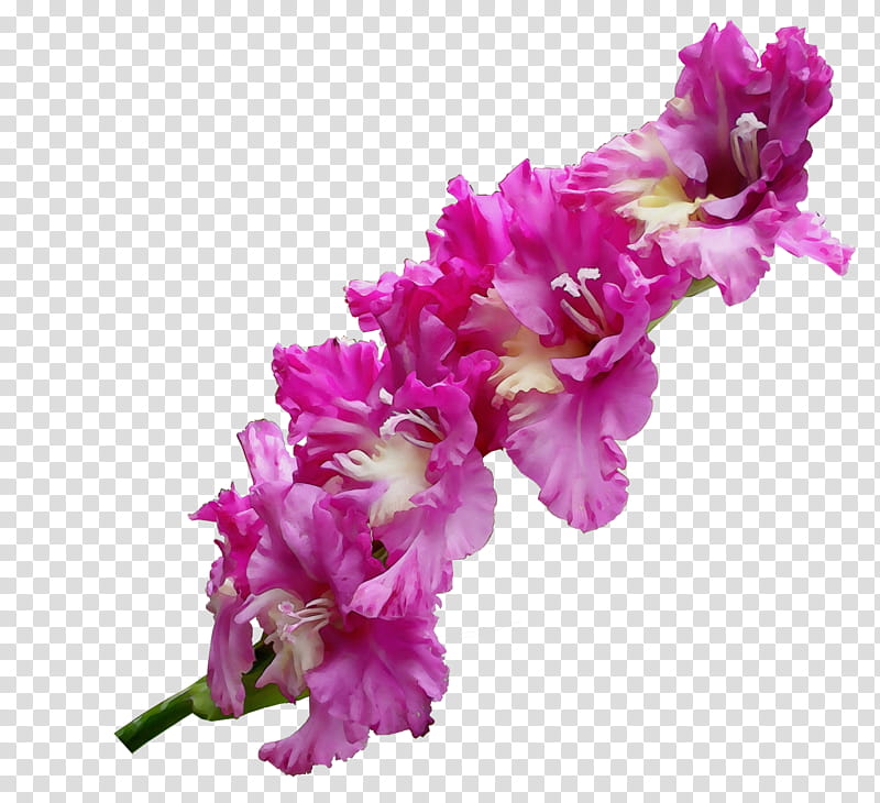 flower flowering plant pink plant cut flowers, Watercolor, Paint, Wet Ink, Purple, Petal, Violet, Gladiolus transparent background PNG clipart