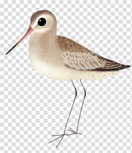 Cartoon Bird, Stints, Beak, Feather, Seabird, Water Bird, Sandpiper, Shorebird transparent background PNG clipart