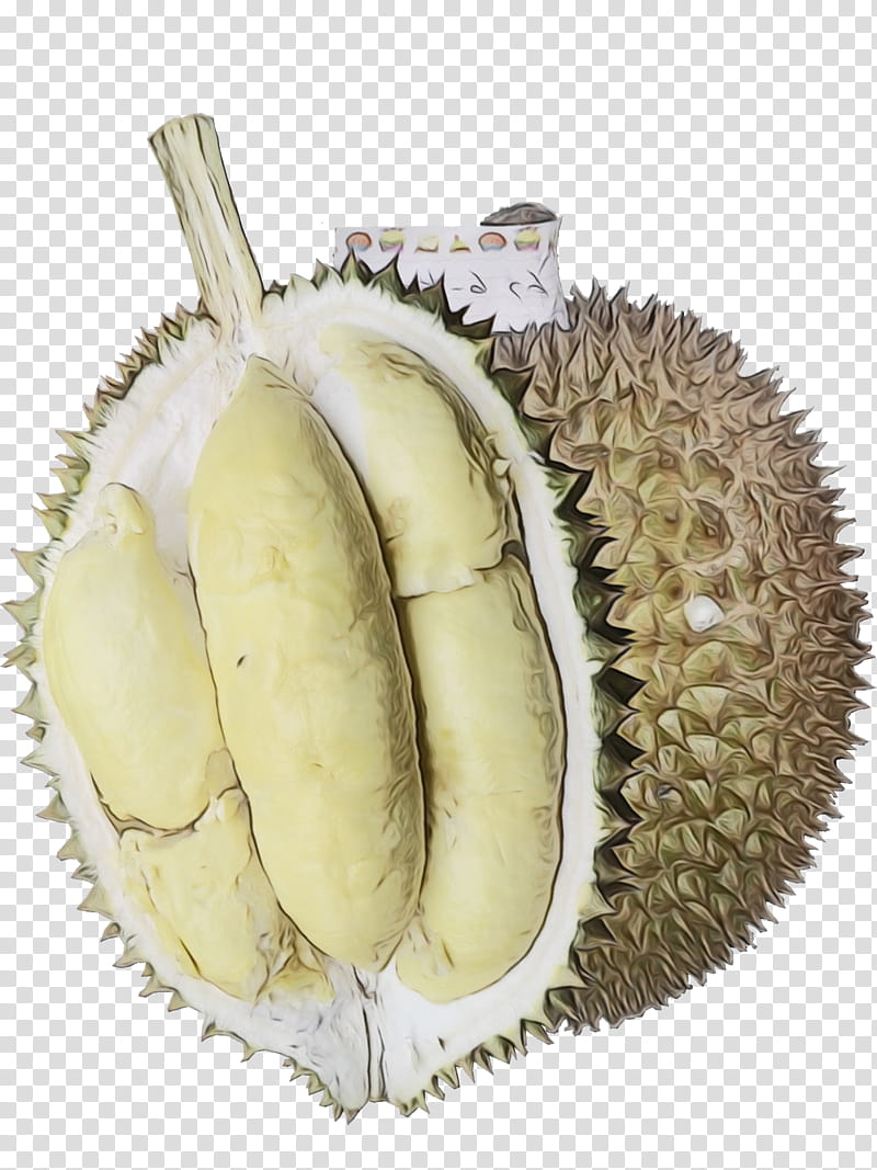 Durian Fruit, Plant, Food, Cempedak, Artocarpus, Ingredient, Artocarpus Odoratissimus, Soapberry Family transparent background PNG clipart