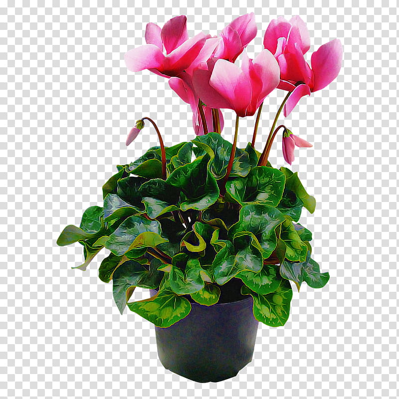 flower plant flowerpot pink cyclamen, Houseplant, Petal, Anthurium, Herbaceous Plant transparent background PNG clipart