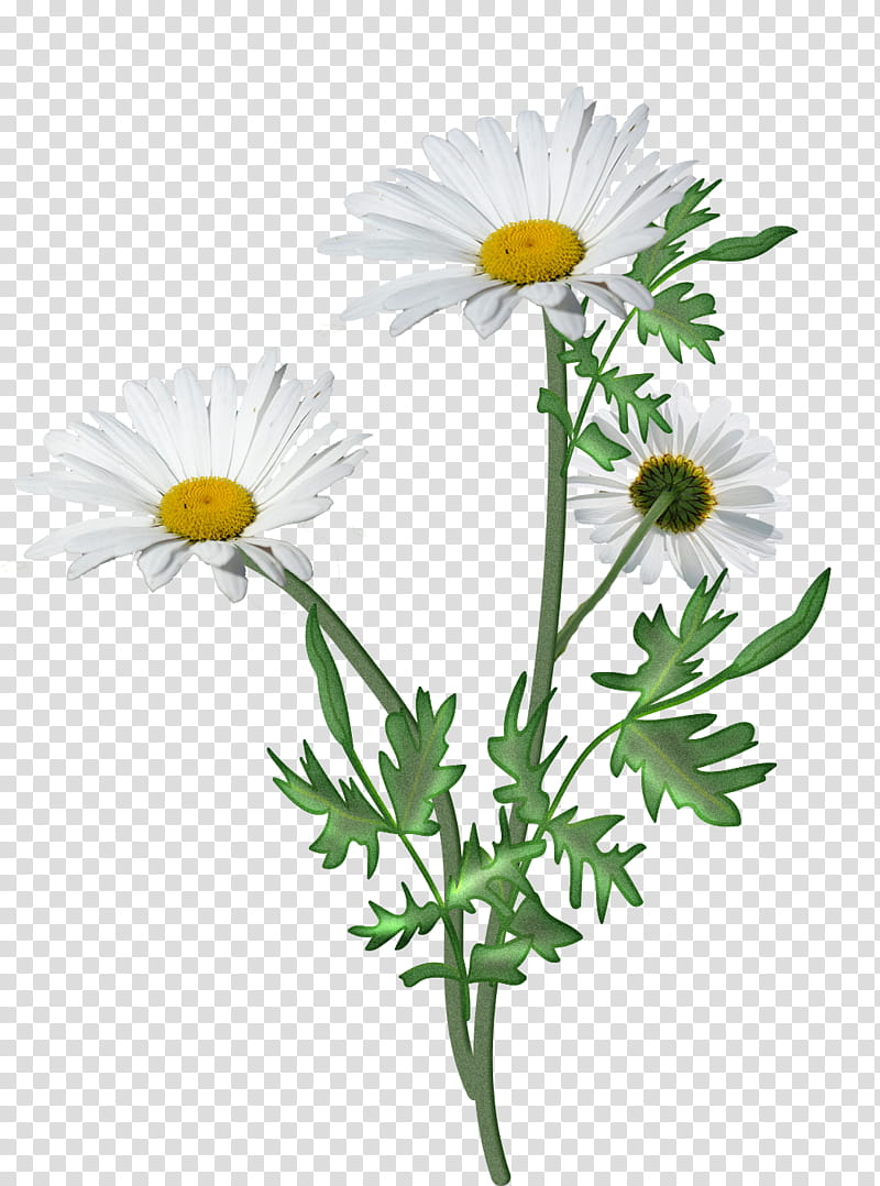 Flowers, three white daisy flowers transparent background PNG clipart