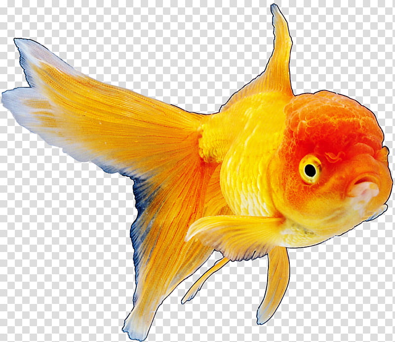 Fish, Goldfish, Koi, Animal, Saltwater Fish, Deep Sea Fish, Drawing, Aquarium transparent background PNG clipart