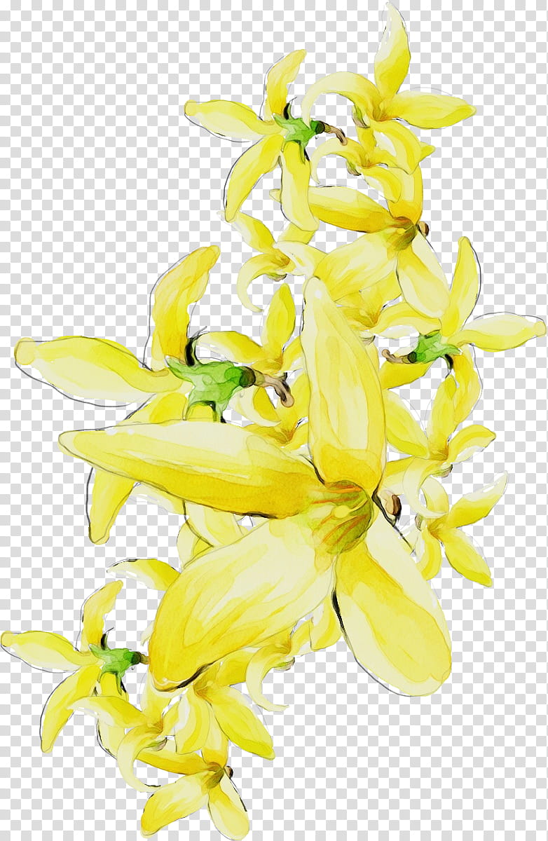 flower yellow cut flowers plant ylang-ylang, Drawing Flower, Watercolor Flower, Floral Drawing, Paint, Wet Ink, Ylangylang, Petal transparent background PNG clipart