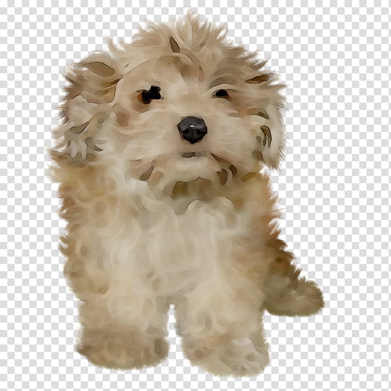Cartoon Dog, Cockapoo, Cavapoo, Schnoodle, Miniature Poodle, Goldendoodle, Toy Poodle, Havanese Dog transparent background PNG clipart