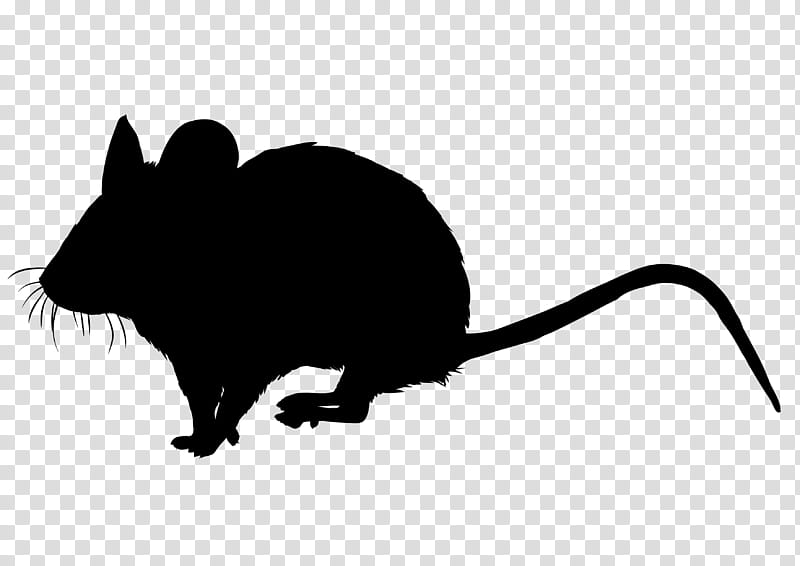 Mouse, Whiskers, Computer Mouse, Snout, Silhouette, Black M, Muridae, Pest transparent background PNG clipart