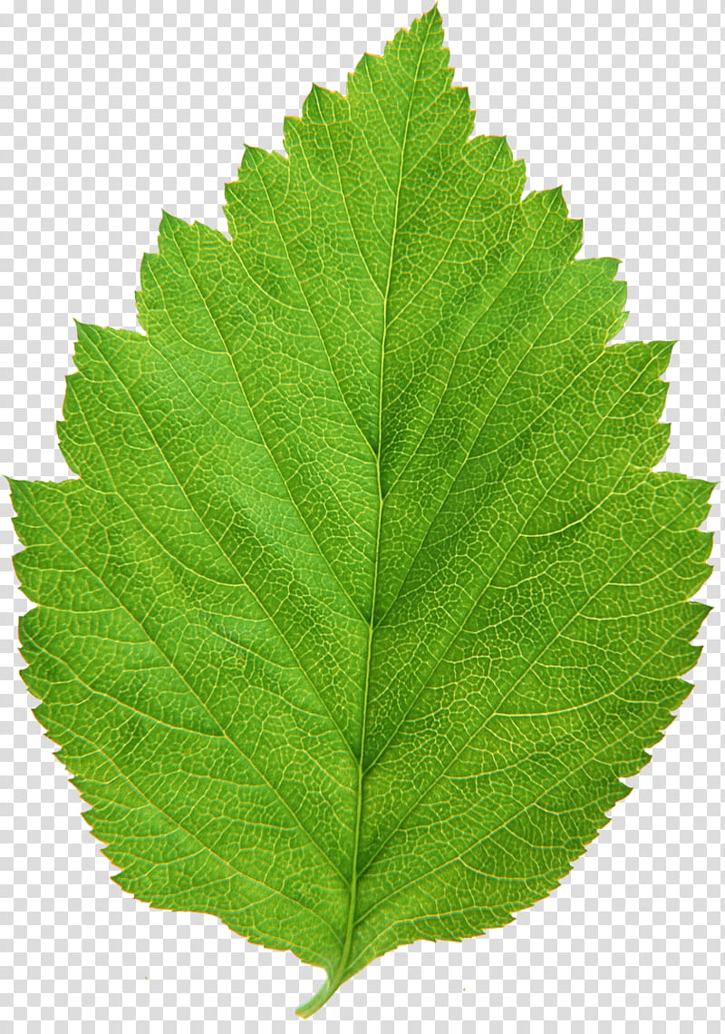 Leaves, green leaf transparent background PNG clipart