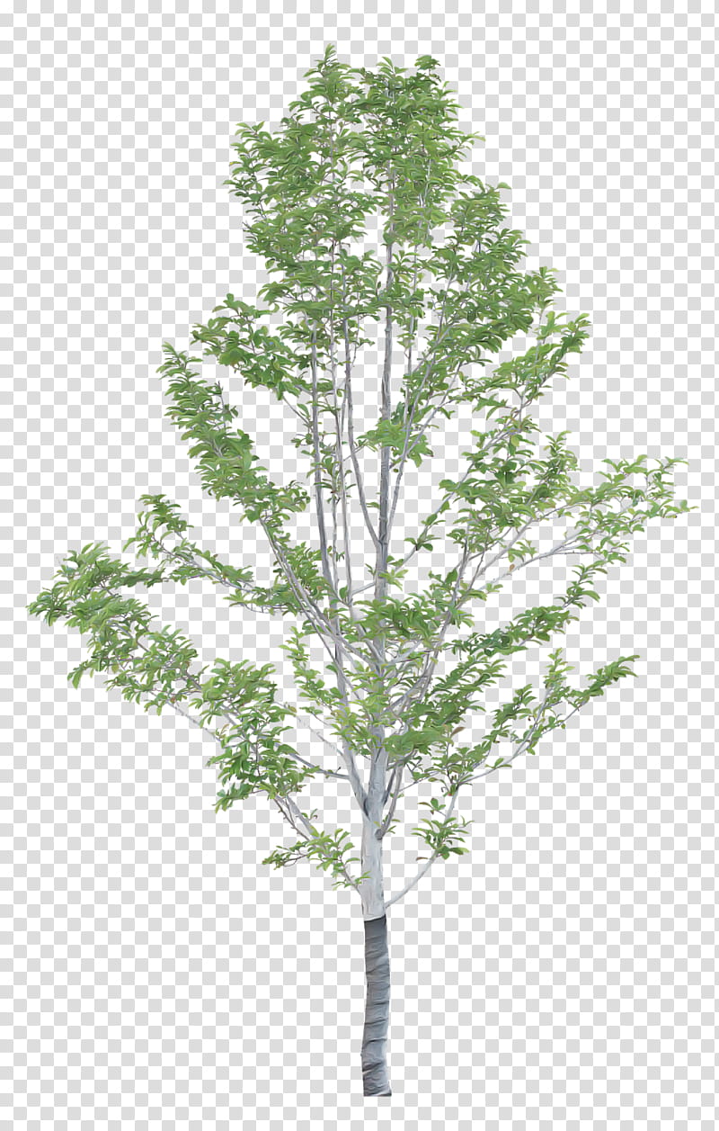 Plane, Tree, Plant, White Pine, Woody Plant, American Larch, Leaf, Canoe Birch transparent background PNG clipart