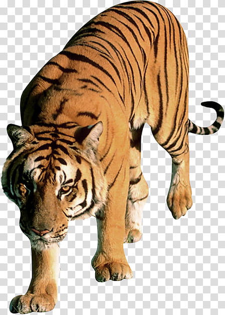 Cats, Leopard, Lion, Bengal Tiger, White Tiger, Siberian Tiger, Black Tiger, Tiger Conservation transparent background PNG clipart