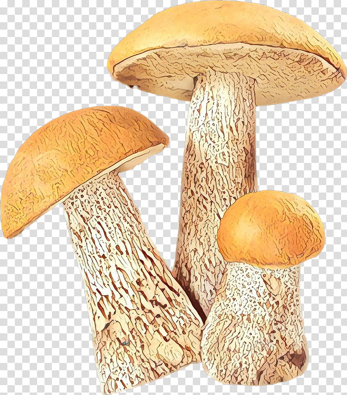Mushroom, Pleurotus Eryngii, A, Fungus, Internet, Ve, Penny Bun, Bolete transparent background PNG clipart