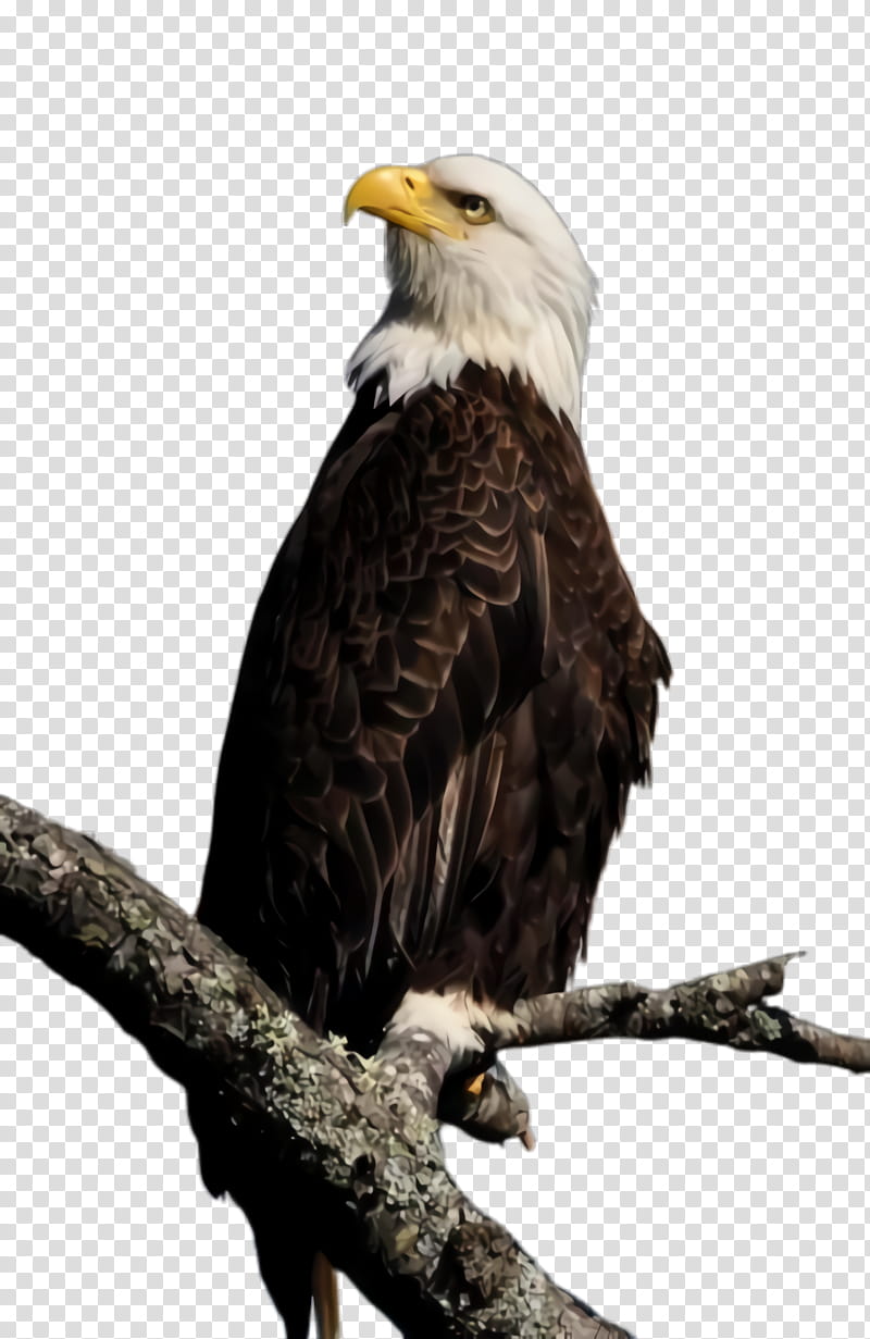 bird bald eagle bird of prey eagle beak, Accipitridae, Kite, Falconiformes transparent background PNG clipart