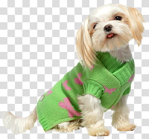 havanese dog clothes