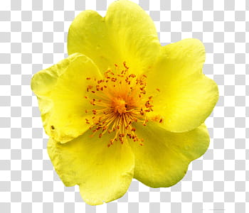 The poet darling, yellow petaled flower transparent background PNG clipart