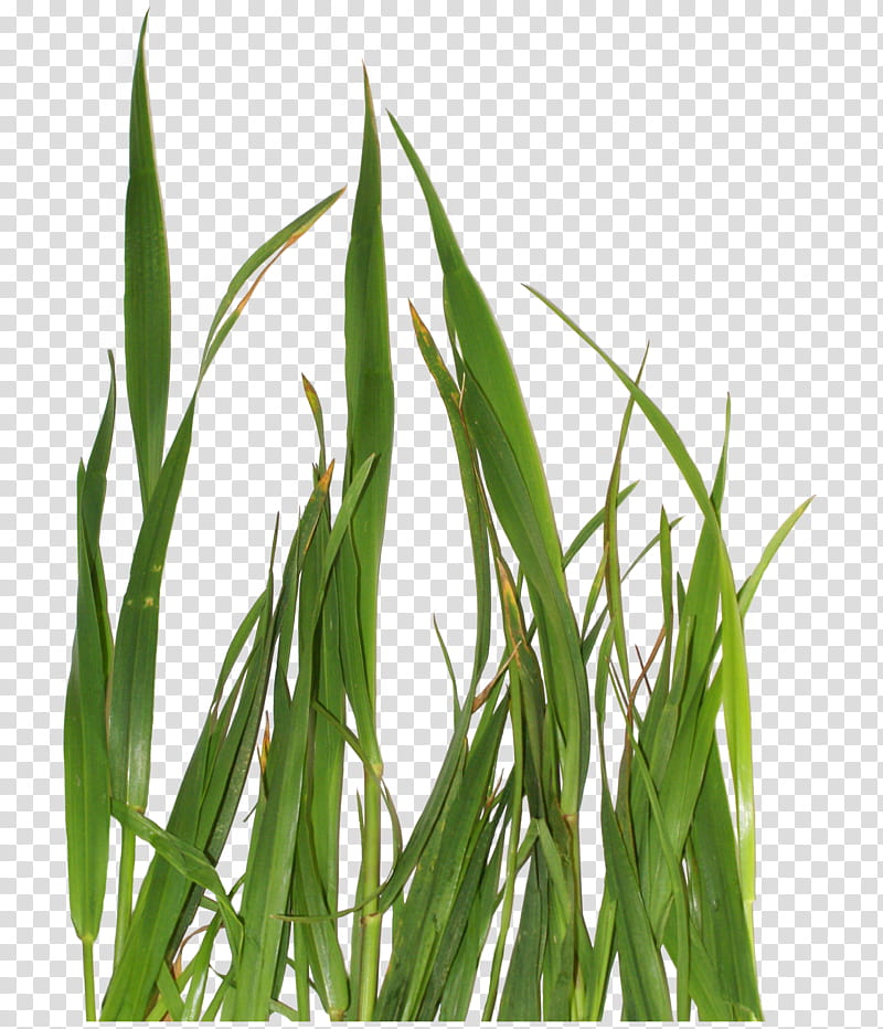 Grass s, linear leaf plants transparent background PNG clipart