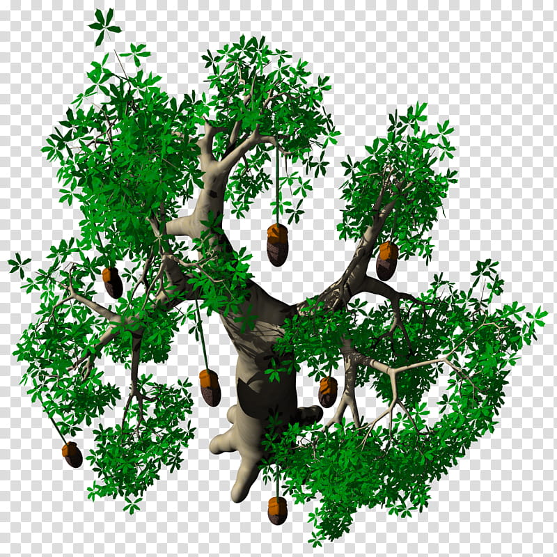 Fruit Baobab Adansonia TIF, green leafed tree transparent background PNG clipart