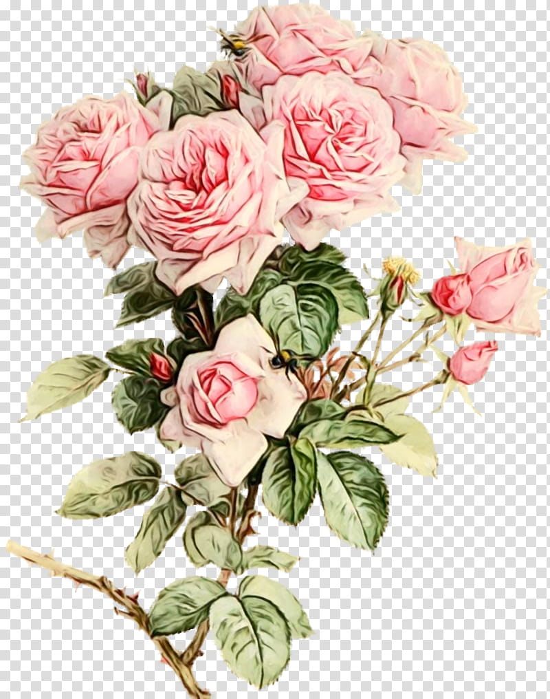 Bouquet Of Flowers Drawing, Watercolor Painting, Garden Roses, Still Life Pink Roses, Greeting Note Cards, Floral Design, Gift, Cut Flowers transparent background PNG clipart