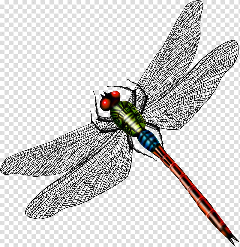 Butterfly, Dragonfly, Pterygota, Borboleta, Insect, Odonate, Lepidoptera, Dragonflies And Damseflies transparent background PNG clipart