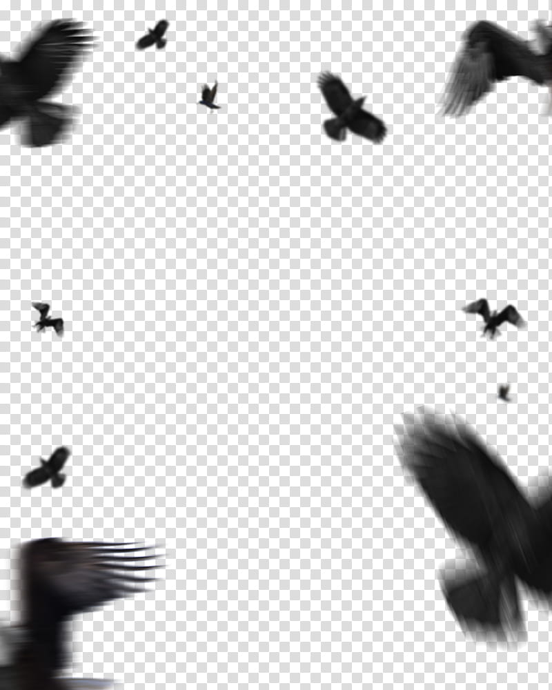 Picsart, Protest, Editing, 2018, White, Black, Text, Sky transparent  background PNG clipart