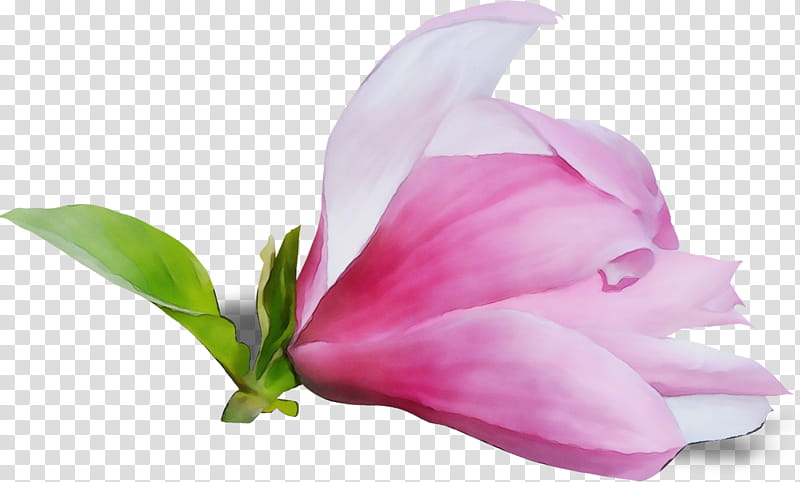 petal flower pink plant flowering plant, Watercolor, Paint, Wet Ink, Anthurium, Magnolia, Magnolia Family, Tulip transparent background PNG clipart