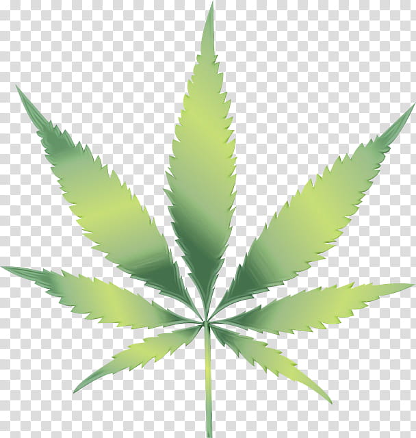 Cannabis Leaf, Cannabis Sativa, Medical Cannabis, Kush, Hashish, Tshirt, Stoner, Hemp transparent background PNG clipart