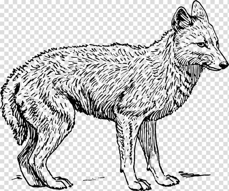 Fox Drawing, Coyote, Wolf, Jackal, Coloring Book, Blackbacked Jackal, Cartoon, Line Art transparent background PNG clipart