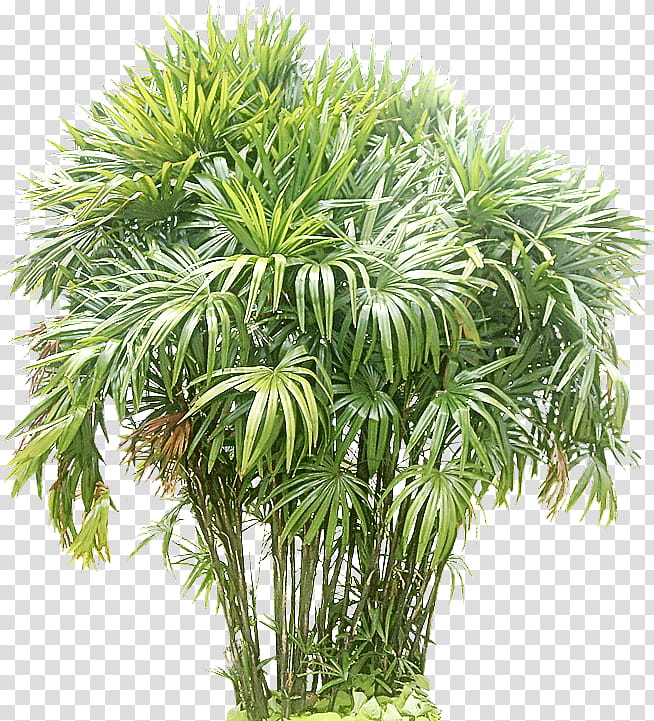 Palm tree, Plant, Sabal Palmetto, Arecales, Woody Plant, Flower, Terrestrial Plant transparent background PNG clipart