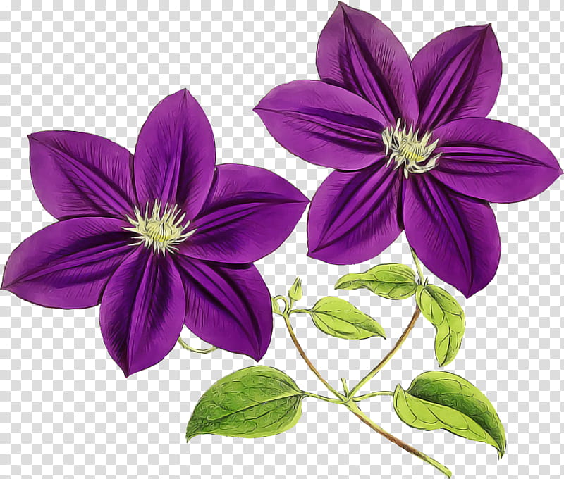 flower petal plant purple flowering plant, Violet, Clematis, Melastome Family, Wood Sorrel Family transparent background PNG clipart