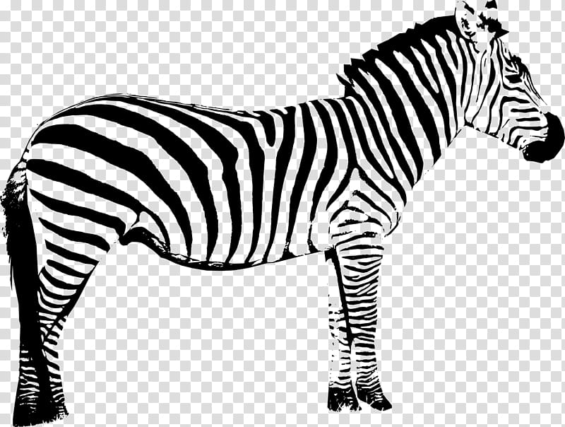 Zebra, Silhouette, Cartoon, Animal Figure, Wildlife, Snout, Blackandwhite, Mane transparent background PNG clipart