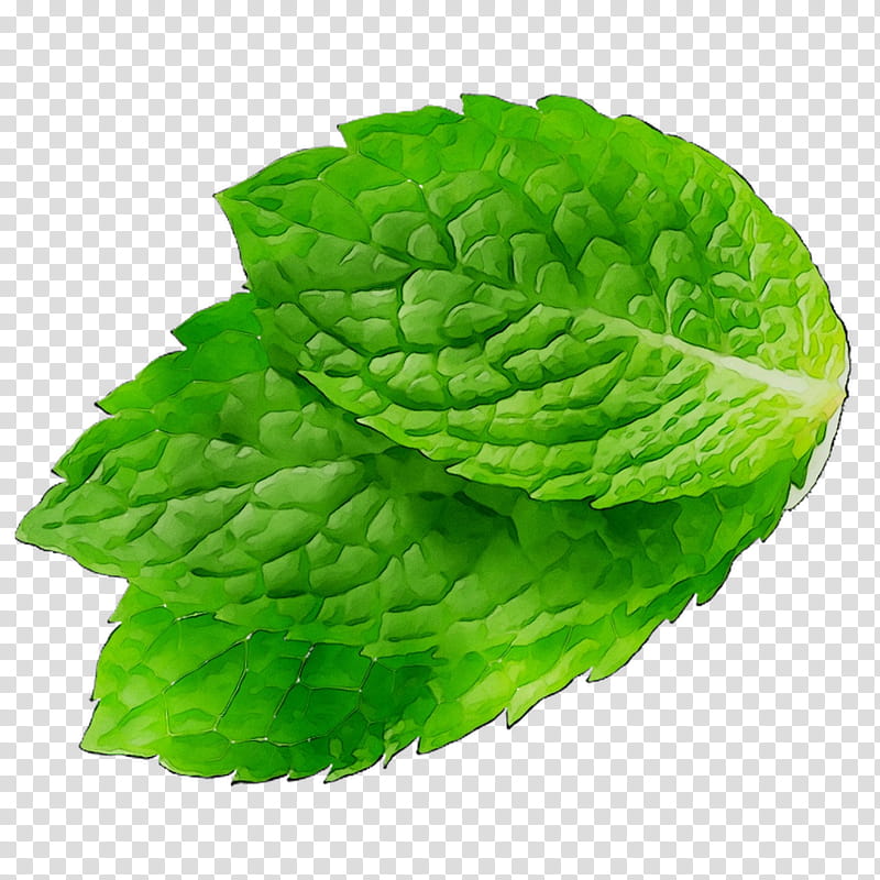 Green Leaf, Romaine Lettuce, Spring Greens, Spearmint, Peppermint, Plant, Leaf Vegetable, Flower transparent background PNG clipart