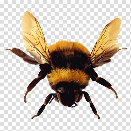 Bee, Insect, Honey Bee, Beehive, Clipping Path, Bumblebee, Pollinator, Pest transparent background PNG clipart