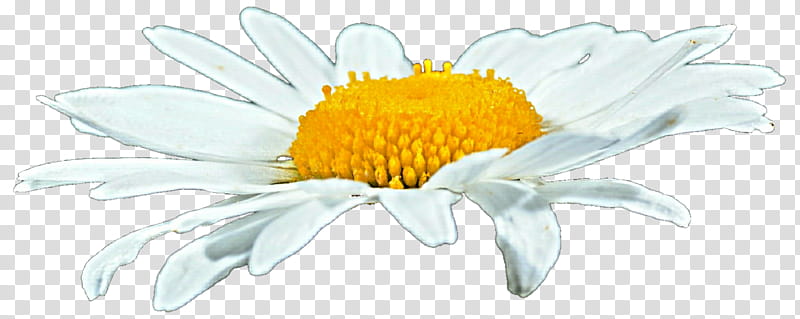 Prarie Daisy transparent background PNG clipart