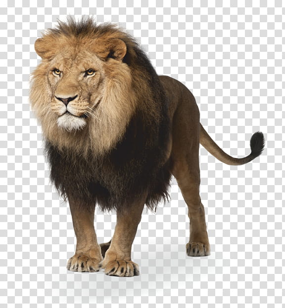 Lion, Digital Art, White Lion, Perfect Lion, Masai Lion, Wildlife, Animal Figure, Roar transparent background PNG clipart