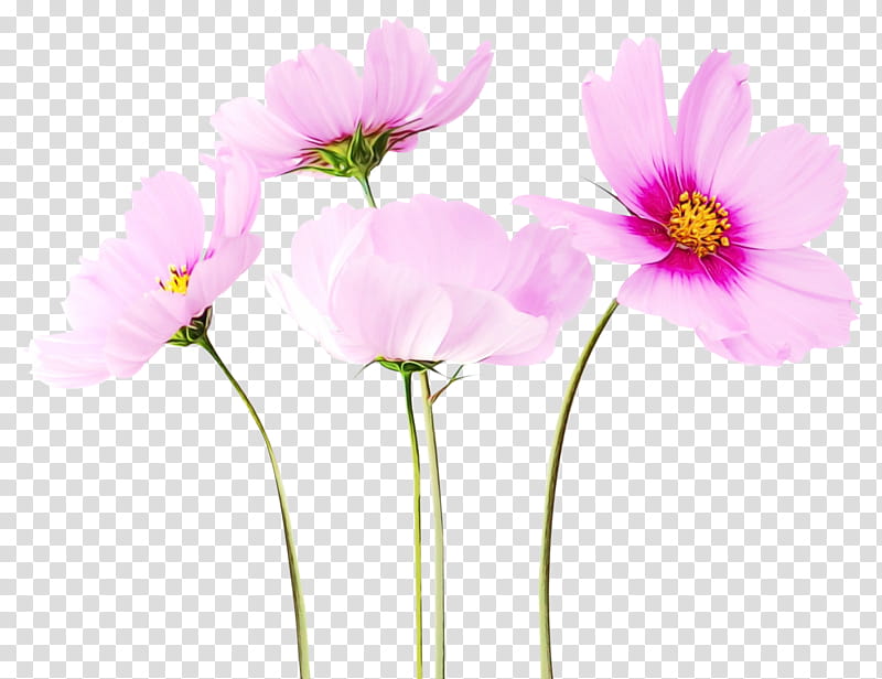 Pink Flowers, Garden Cosmos, Rose, Flower Bouquet, Cut Flowers, Garden Roses, Petal, Vase transparent background PNG clipart