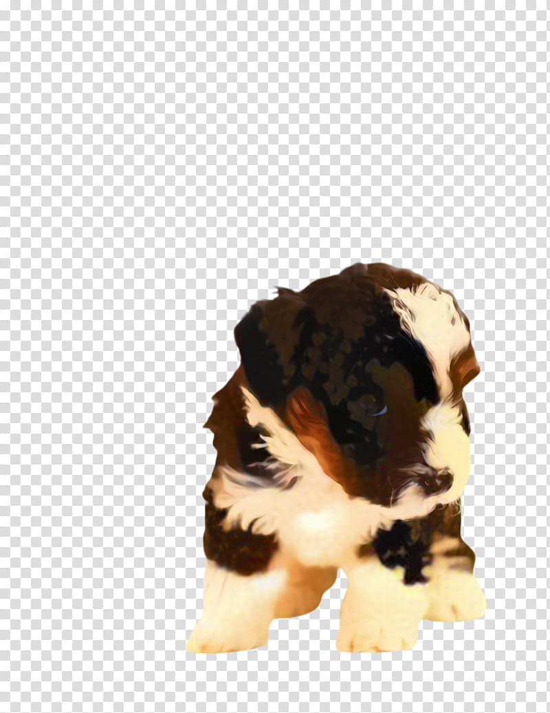 Cute Dog, Pet, Animal, Poodle, Toy Poodle, Bernese Mountain Dog, Standard Poodle, Puppy transparent background PNG clipart