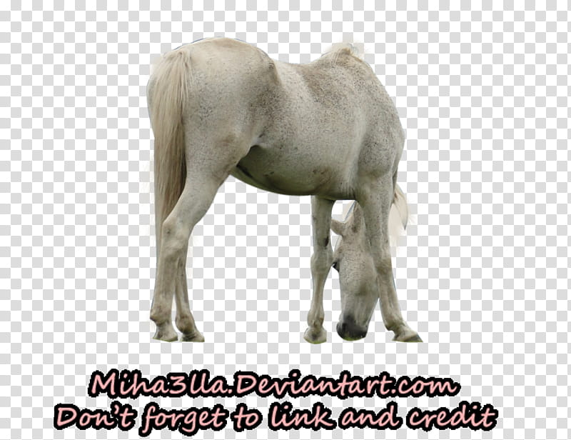 Horse precut , gray horse art transparent background PNG clipart