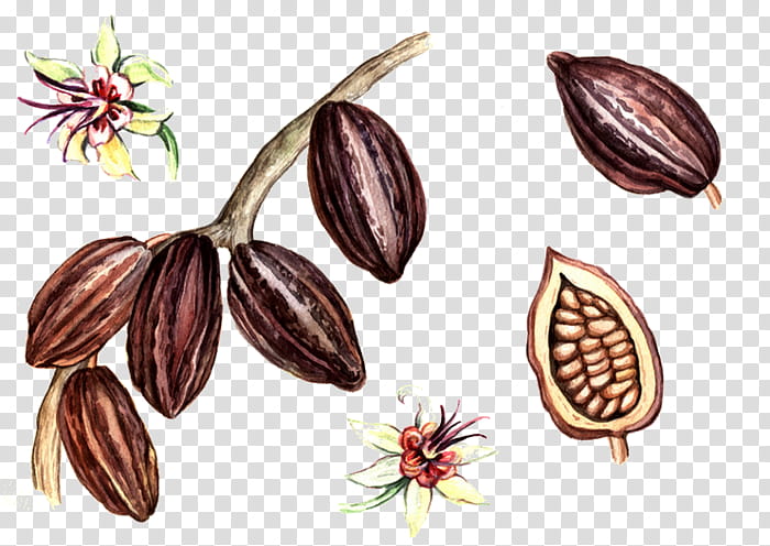 Chocolate Bar, Dark Chocolate, Spice, Superfood, Organic Chocolate, Ounce, Cocoa Bean, Flower transparent background PNG clipart