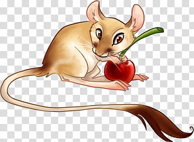 kangaroo rat, brown rat holding cherry fruit transparent background PNG clipart