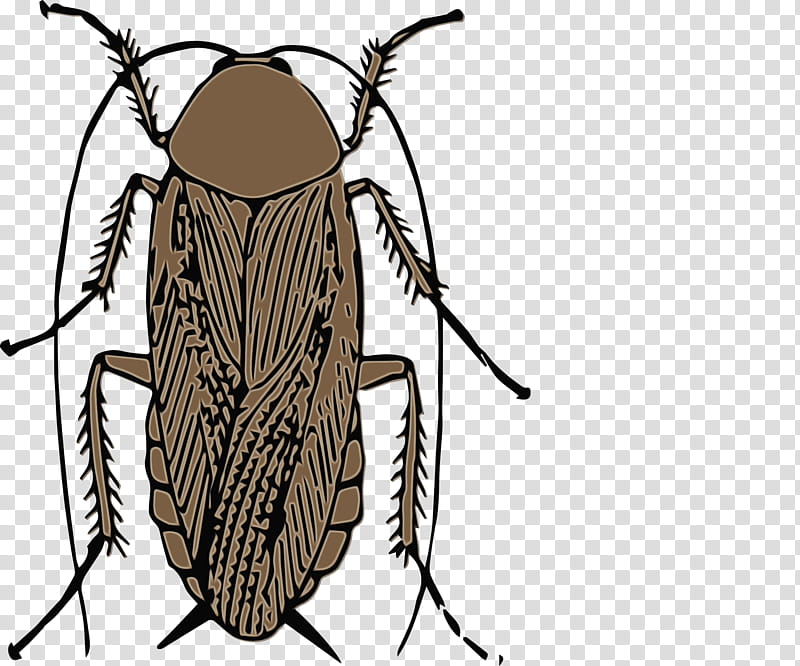 Cockroach, Beetle, American Cockroach, Blattodea, Pest, Oriental Cockroach, Pest Control, Smokybrown Cockroach transparent background PNG clipart