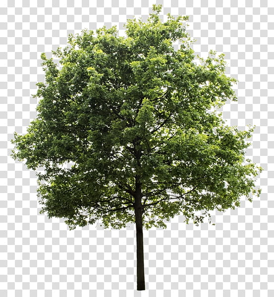 Oak Tree, Betula Pendula, Plants, Woody Plant, Plane, Flower, Maple, Canoe Birch transparent background PNG clipart