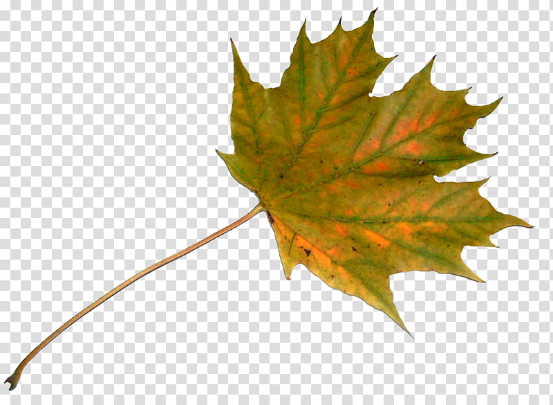 Colourful Fall Leaves transparent background PNG clipart