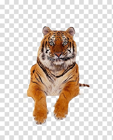 Tiger, tiger illustration transparent background PNG clipart | HiClipart