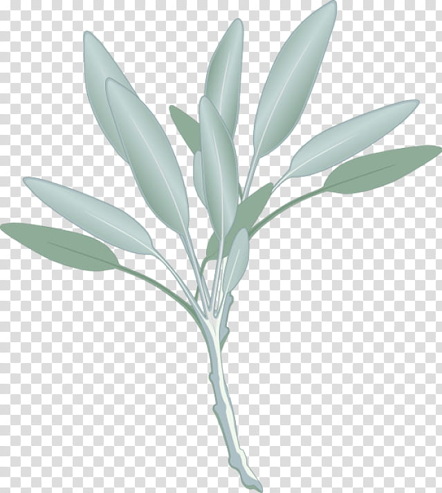 Flower Stem, Common Sage, Herb, Spice, Food, Parsley, Document, Fines Herbes transparent background PNG clipart