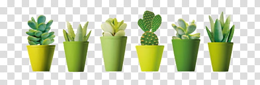 Nature s, green cactus plates transparent background PNG clipart