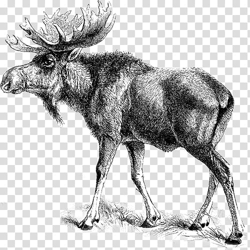 Reindeer, Moose, Elk, Loyal Order Of Moose, Eastern Moose, Wildlife, Drawing, Line Art transparent background PNG clipart