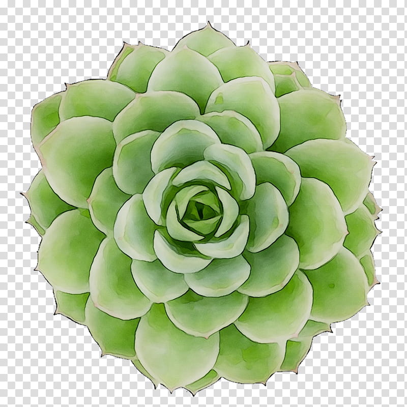 Flower White, Echeveria, Plant, White Mexican Rose, Stonecrop Family, Agave, Perennial Plant transparent background PNG clipart