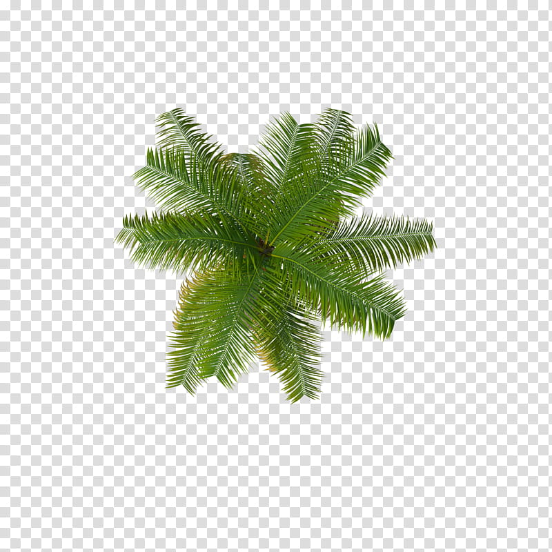 Palm Oil Tree, Palm Trees, Coconut, Asian Palmyra Palm, Babassu Oil, Plants, Evergreen, Drawing transparent background PNG clipart