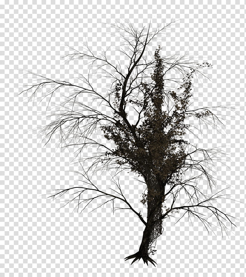 Dark Trees , green tree transparent background PNG clipart