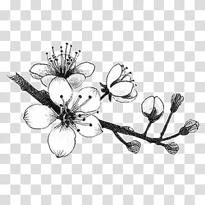 Flowers Draw ByunCamis, white and gray flower illustration transparent background PNG clipart