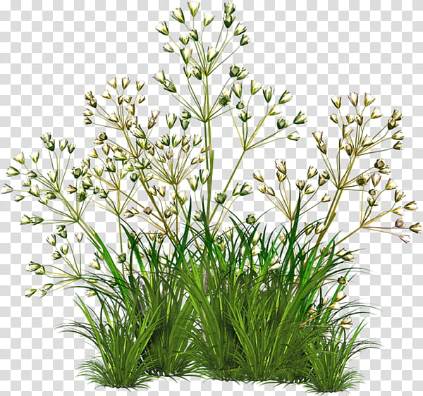 Grass Flower, Weed, Tagged, Plants, Garden, Tumbleweed, Perennial Plant transparent background PNG clipart