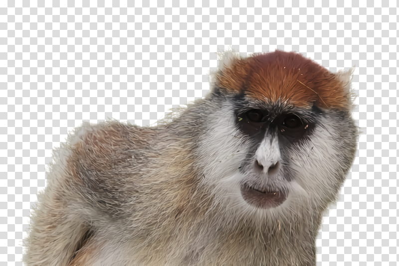 old world monkey patas transparent background PNG clipart