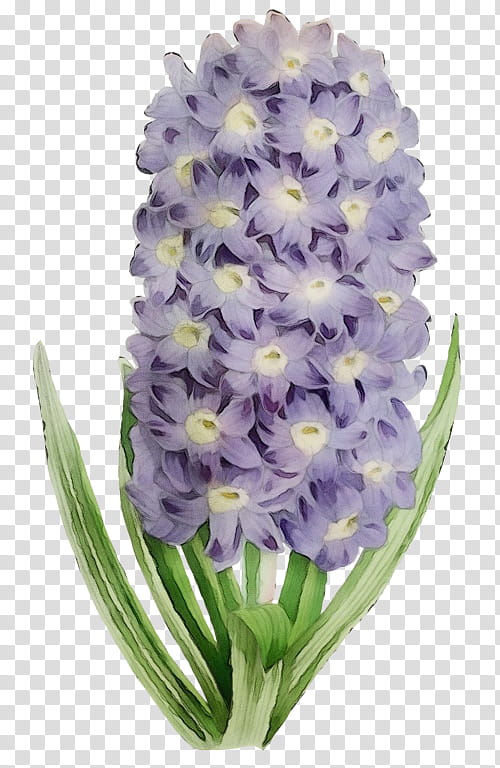 flower flowering plant plant hyacinth violet, Watercolor, Paint, Wet Ink, Purple, Cut Flowers, Petal, Dendrobium transparent background PNG clipart